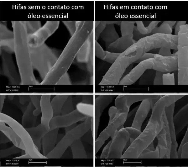 Hifas antes e depois do contato com óleo essencial
